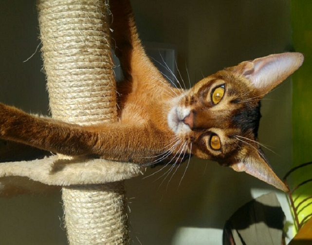 Cat Rony About Us